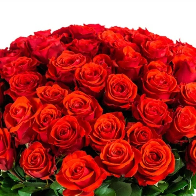 Üppiges Bouquet roter Rosen von MO BLUMEN mit dichten Blüten und grünen Blättern.